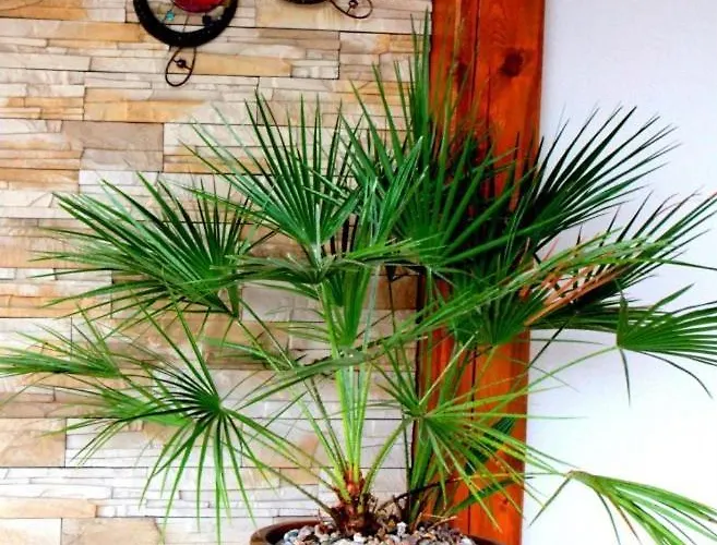 招待所 Goscinne Kowalscy